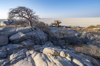African baobab or baobab tree (Adansonia digitata), between round rocks with view over the salt pan