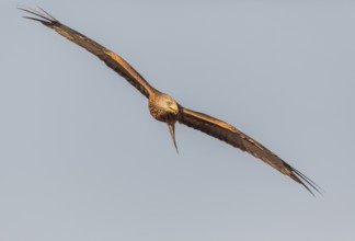 Red kite (Milvus milvus), Extremadura, Castilla La Mancha, Spain