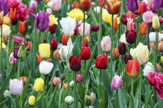 Different coloured tulips (Tulipa), colourful tulip bed, Keukenhof gardens, Lisse, Bollenstreek,