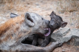 Spotted hyena (Crocuta crocuta), adult female licking young, lying down, Kruger National Park,
