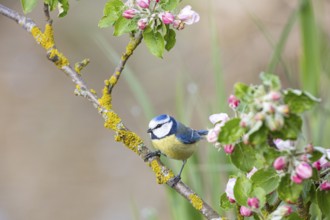 Blue tit (Parus caeruleus) Germany