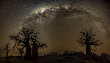 Silhouettes of several baobab trees with starry sky and Milky Way, African baobab (Adansonia