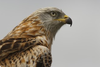 Red Kite (Milvus milvus), portrait, Castile and Leon, Spain