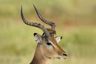 Roodsnavelossenpikker zitend op impala, Red-billed Oxpecker stting on impala