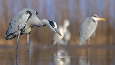 Grey Heron (Ardea cinerea), Hungary
