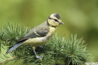 Eurasian Blue Tit (Cyanistes caeruleus) juvenile, Lower Saxony, Germany