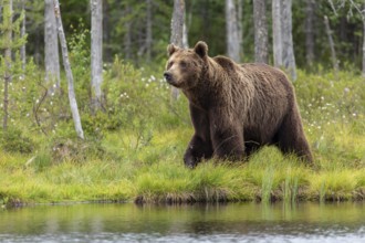 Brown Bear (Ursus arctos), on forest, Kainuu, Finland
