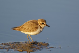 Kentish Plover (Charadrius alexandrinus) female, Mallorca, Spain