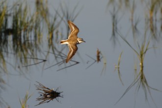 Kentish Plover (Charadrius alexandrinus) flying, Mallorca, Spain