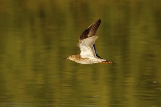 Ruff (Calidris pugnax) flying, Greece