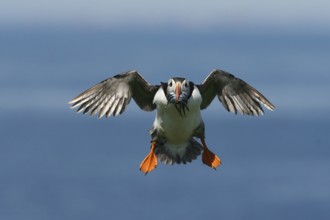 Atlantic Puffin (Fratercula arctica) incoming, carrying sandeels in bill, Farne Islands, United