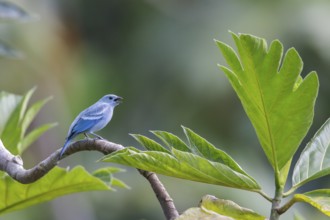 Blue-gray Tanager (Thraupis episcopus) perched on a branch in Manu National Park, Peru