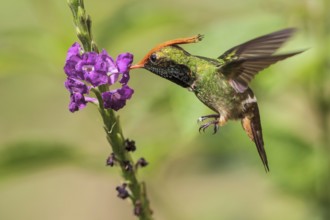 Rufous-crested Coquette (Lophornis delattrei) flying while feeding at a flower in Manu National