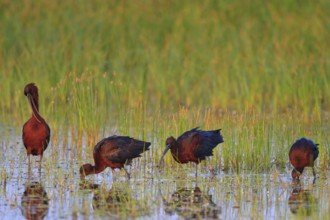 Glossy Ibis (Plegadis falcinellus) foraging, Greece