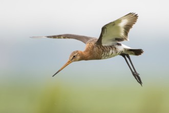 Black-tailed Godwit (Limosa limosa) male flying, Texel, Netherlands