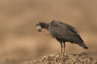 Northern Bald Ibis (Geronticus eremita) juvenile preening, Morocco