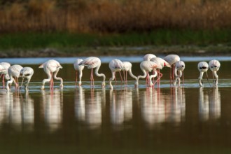 Greater Flamingo (Phoenicopterus roseus), Castile-La Mancha, Spain