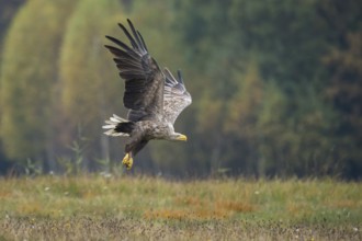 White-tailed Eagle (Haliaeetus albicilla) flying, Kutno, Poland