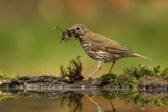 Song Thrush (Turdus philomelos) carrying nesting material, Utrecht, Netherlands