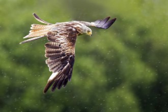 Red Kite (Milvus milvus) flying, Wales, United Kingdom