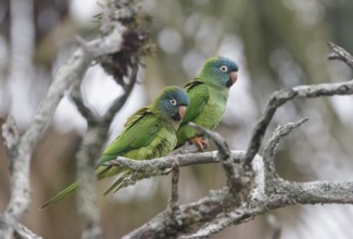 Blue-crowned Parakeet (Thectocercus acuticaudatus) pair, Corrientes, Argentina