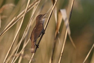 Savi's Warbler (Locustella luscinioides) singing, Mecklenburg-Western Pomerania, Germany