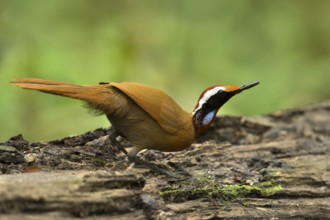 Rail-babbler (Eupetes macrocerus), Pahang, Malaysia
