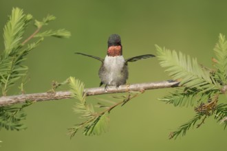 Ruby-throated Hummingbird (Archilochus colubris) male, Texas, USA