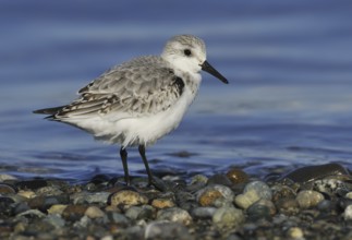 Sanderling (Calidris alba), British Columbia, Canada