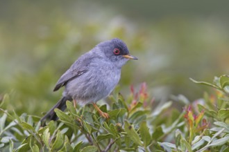 Balearic Warbler (Sylvia balearica)