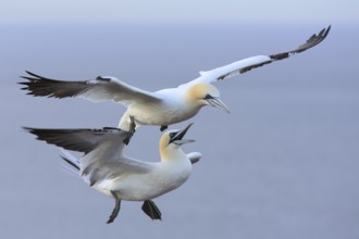 Northern Gannet (Morus bassanus) flying, Schleswig-Holstein, Germany