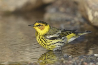 Cape May Warbler (Setophaga tigrina), Texas, USA