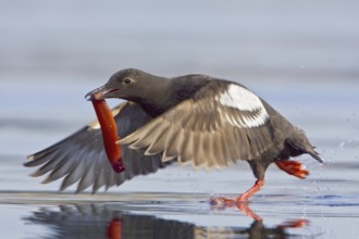 Pigeon Guillemot (Cepphus columba) flying, British Columbia, Canada