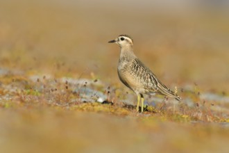 Eurasian Dotterel (Charadrius morinellus), Grisons, Switzerland