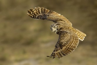 Great Horned Owl (Bubo virginianus) flying, Texas, USA