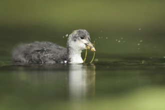 Eurasian Coot (Fulica atra) juvenile, North Rhine-Westphalia, Germany