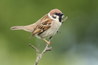 Eurasian Tree Sparrow (Passer montanus), Lower Saxony, Germany