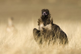 Cinereous Vulture (Aegypius monachus), Castile-La Mancha, Spain