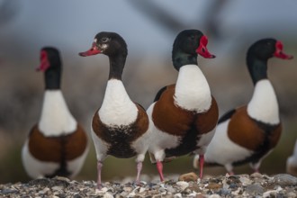 Common Shelduck (Tadorna tadorna), Schleswig-Holstein, Germany