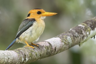 Yellow-billed Kingfisher (Syma torotoro) perched on a branch in Papua New Guinea