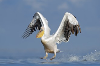 Dalmatian pelican, Pelecanus crispus, landing in Lake Kerkini, Greece. Pelican with open wings.