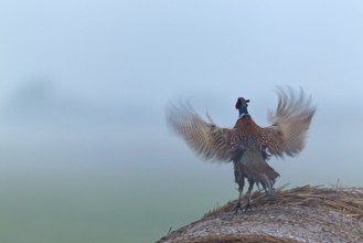Common Pheasant (Phasianus colchicus) male, Lake Neusiedl, Austria