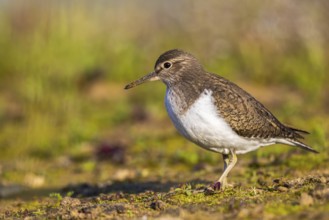 Common Sandpiper (Actitis hypoleucos), North Rhine-Westphalia, Germany
