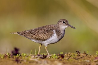 Common Sandpiper (Actitis hypoleucos), North Rhine-Westphalia, Germany