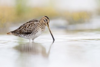 Common Snipe (Gallinago gallinago) foraging, Groningen, Netherlands