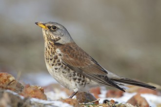 Fieldfare (Turdus pilaris), Saxony, Germany