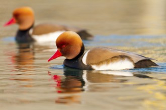 Red-crested Pochard (Netta rufina) male, Baden-Wuerttemberg, Germany