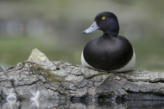 Tufted Duck (Aythya fuligula) male, Saxony, Germany