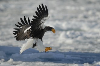 Steller's Sea Eagle (Haliaeetus pelagicus) flying, Hokkaido, Japan