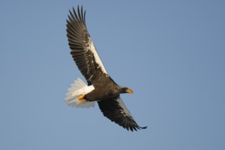 Steller's Sea Eagle (Haliaeetus pelagicus) flying, Hokkaido, Japan